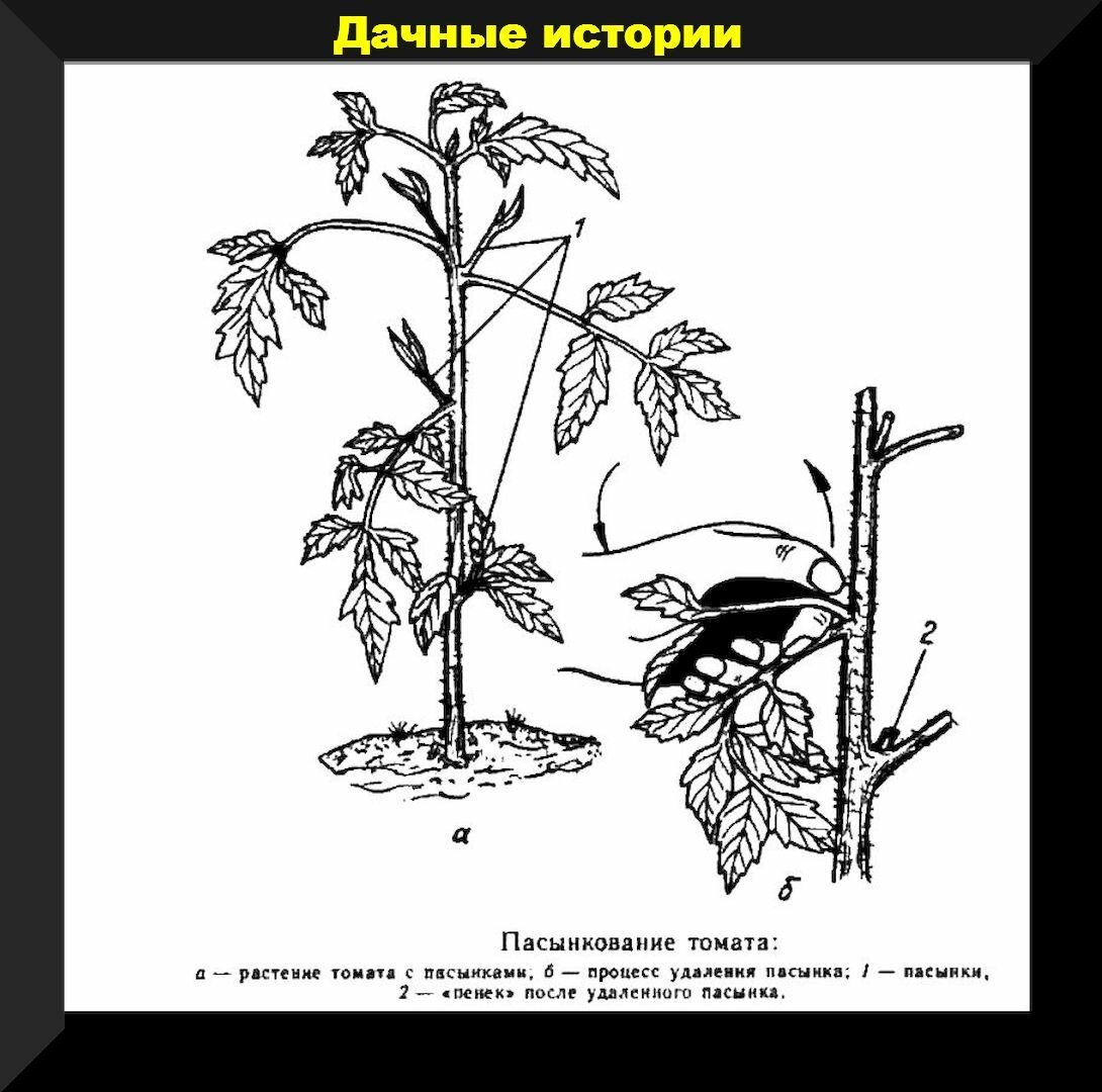 Что такое пасынки на помидорах и как обрывать их картинки