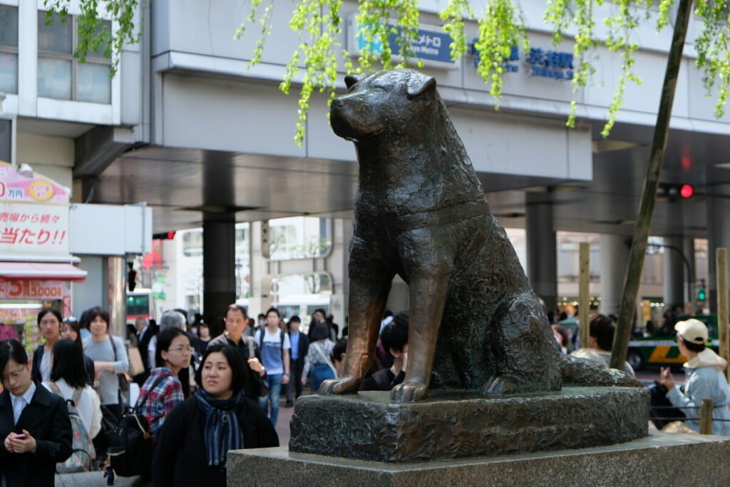 Tokyo dogs. Железнодорожная станция Сибуя памятник Хатико. Статуя Хатико в Японии. Станция Сибуя в Токио. Статуя Хатико у станции Сибуя.