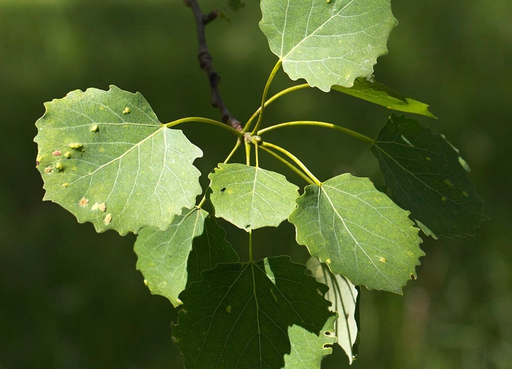 Осины какие. Осина (Populus tremula). Осина обыкновенная (Populus tremula). Тополь дрожащий (осина) – Populus tremula. Осина обыкновенная (Pópulus trémula).