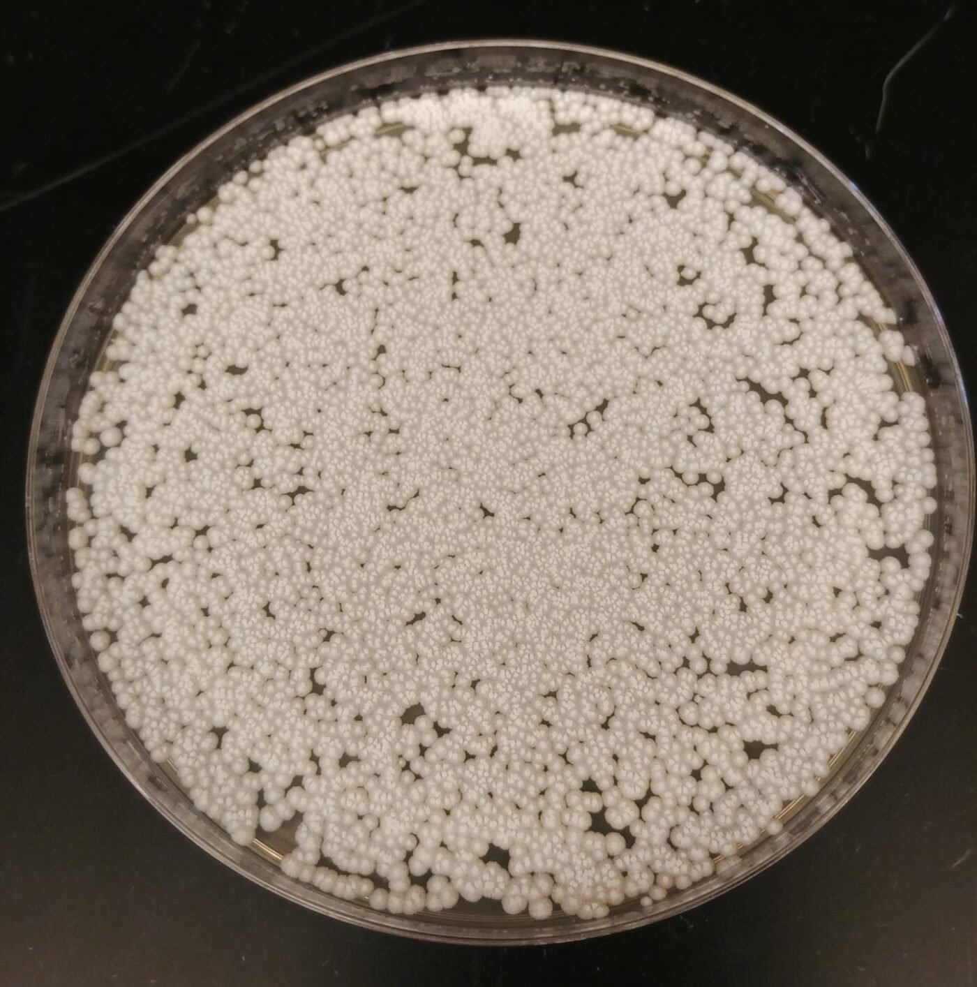 кандида альбиканс на среде сабуро. дрожжи для самогона bragman industrial 200l. дрожжи samogon original. спиртовые дрожжи для самогона. пивные дрожжи fermentis s‑23.