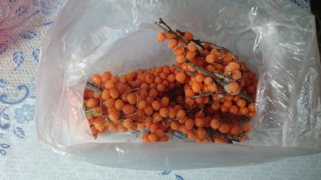 Как заморозить облепиху. Что делать с замороженной облепихой. Мороженое с облепихой. Компот из облепихи. Облепиха заморозка.