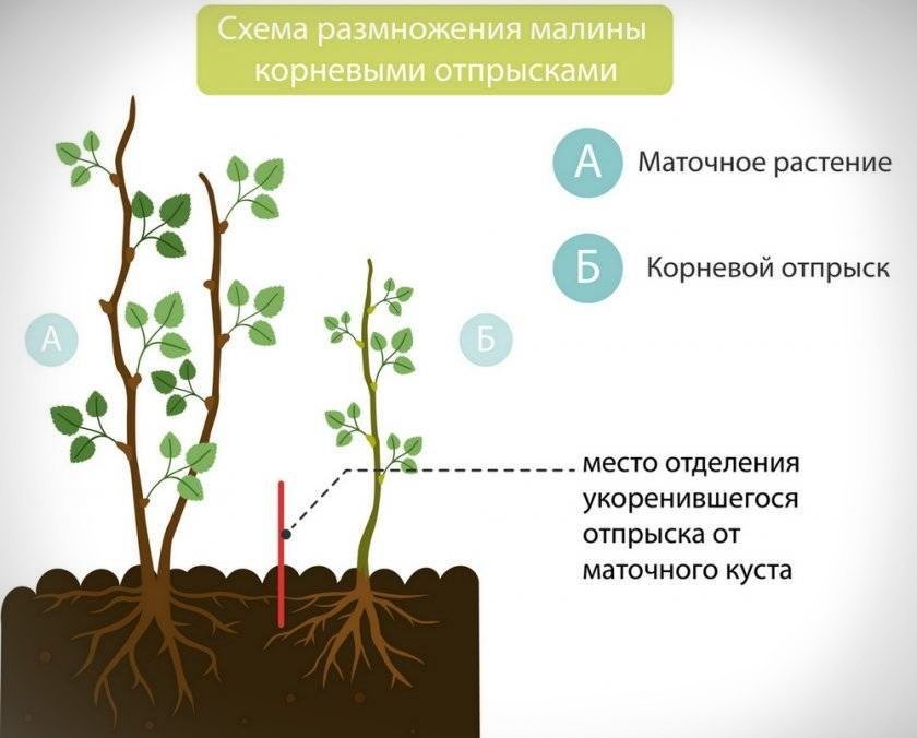 Посадка малины в короба