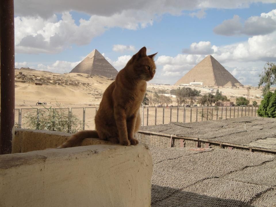 Кошки и египет