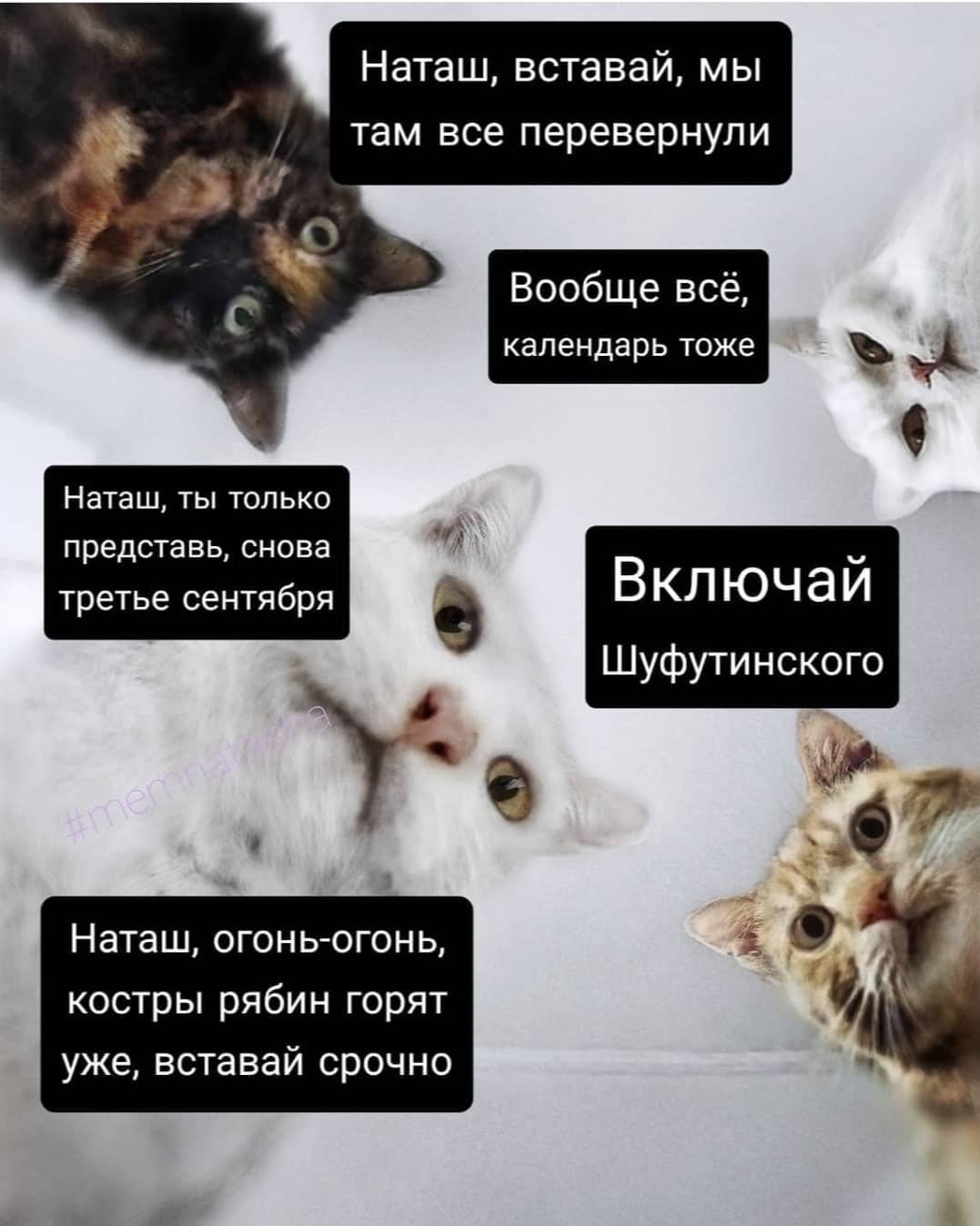 3 Сентября коты