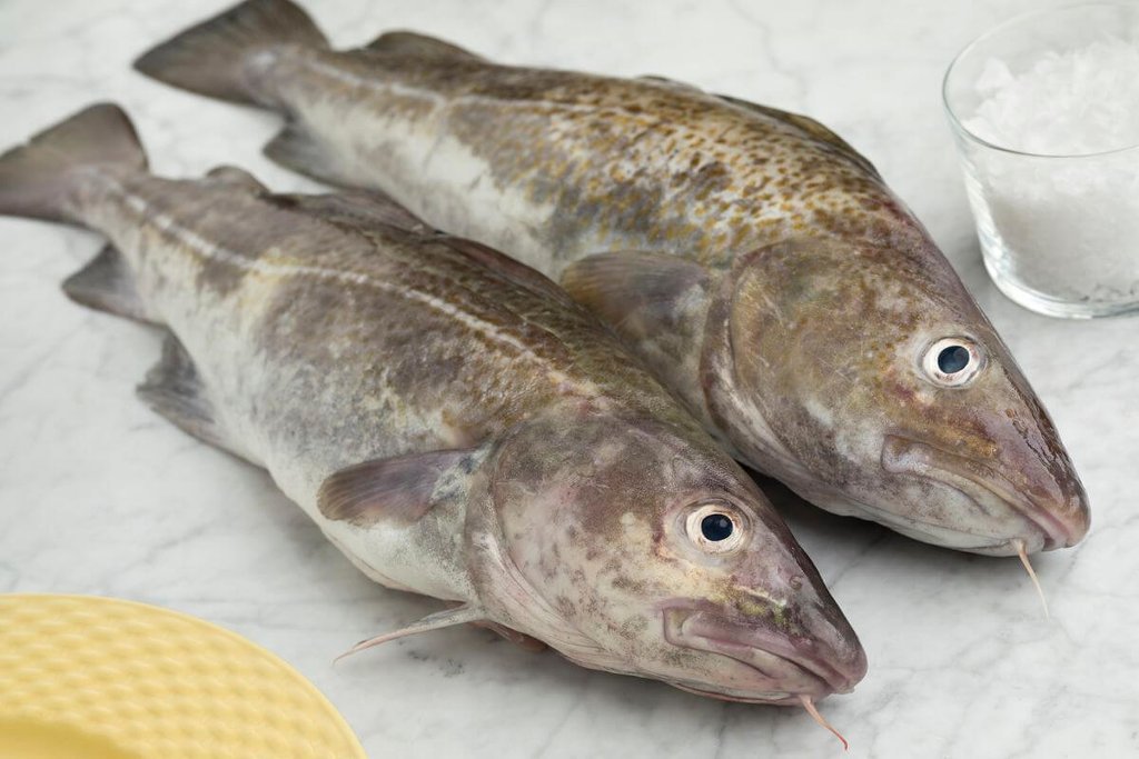 Морская рыба жирных сортов список с фото