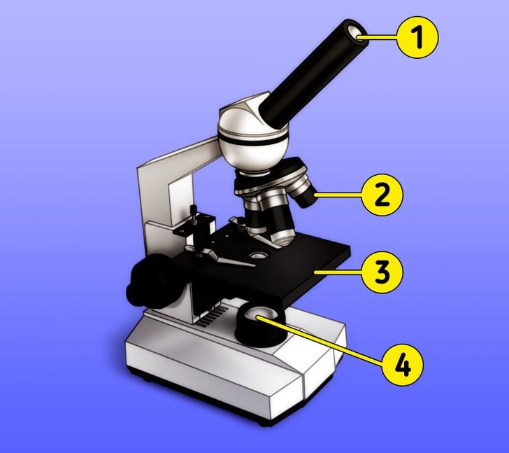 Какую функцию выполняет столик в микроскопе. Микроскоп рисунок. Предметный столик микроскопа. Устройство микроскопа. Микроскоп рисунок с подписями.