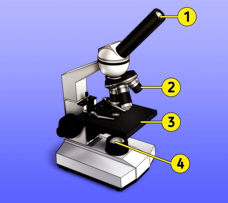 Микроскоп рисунок. Предметный столик микроскопа. Устройство микроскопа. Предметный столик микроскопа Назначение.