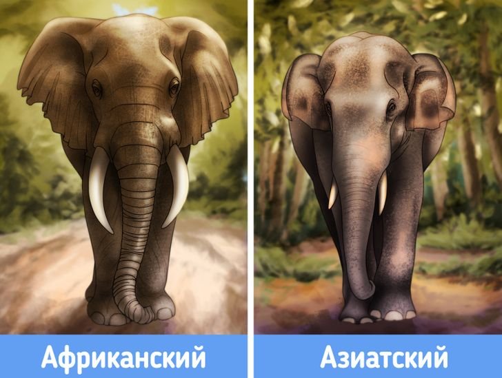 Как отличить африканского слона. Индийские слоны и африканские слоны. Африканский и азиатский слон. Азиатский слон и Африканский слон. Африканские и азиатские слоны отличие.