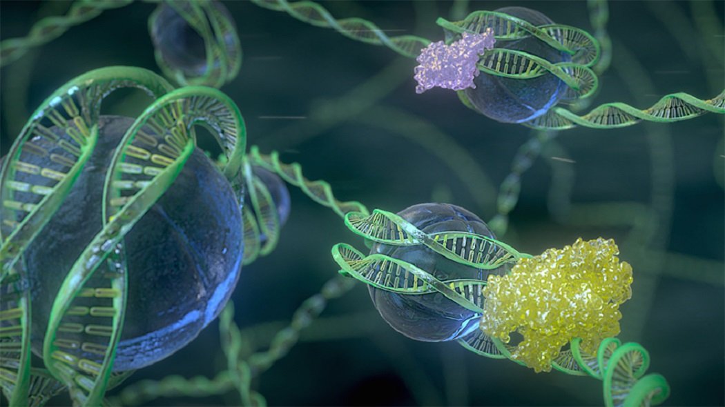 В клетках прокариот днк. Эпигенетика, генотерапия.. Клетка ДНК. Генная инженерия. ДНК животных.