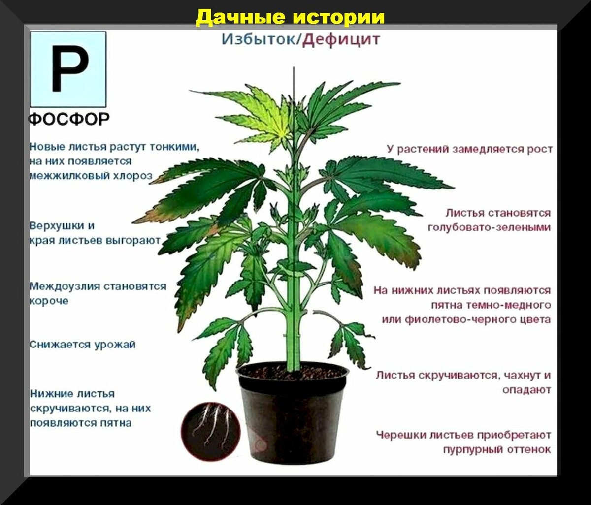 Проблемы растений. Признаки недостатка ФО. Дефицит и избыток фосфора. При нехватке фосфора у растений. Недостаток фософрау растений.