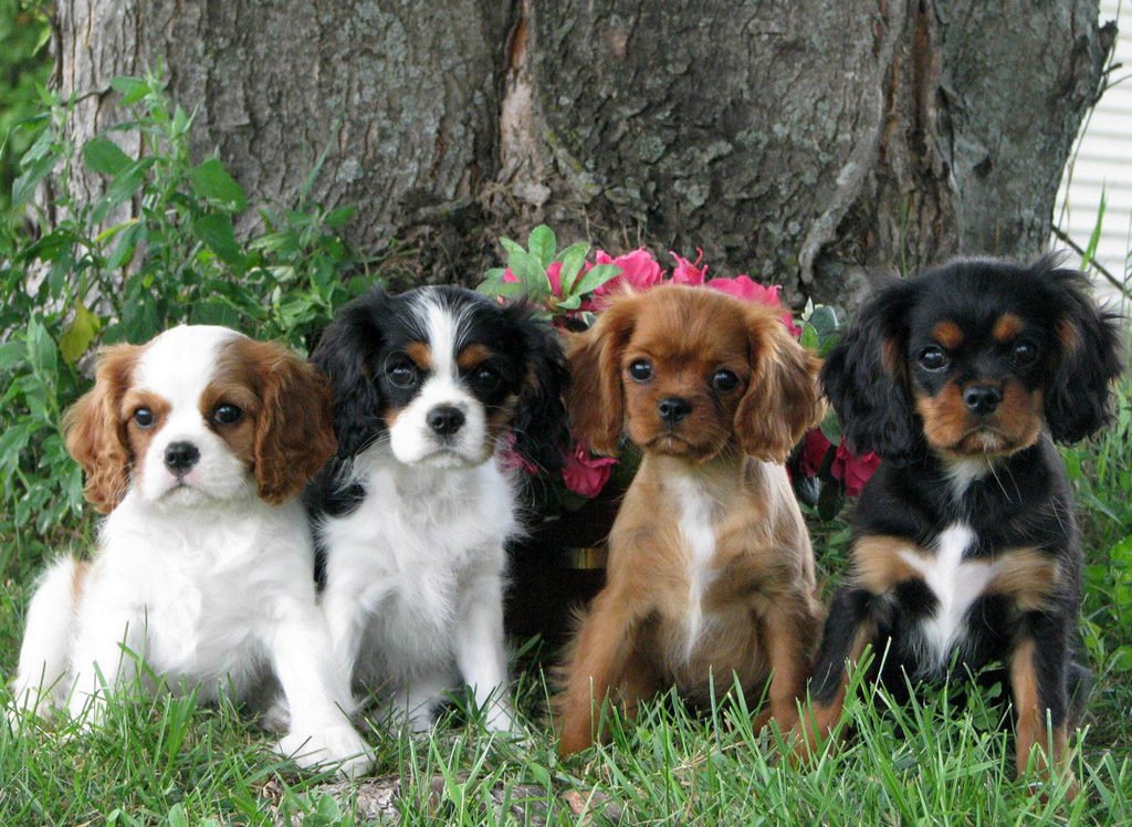 Маленькие и средние породы собак фото с названиями