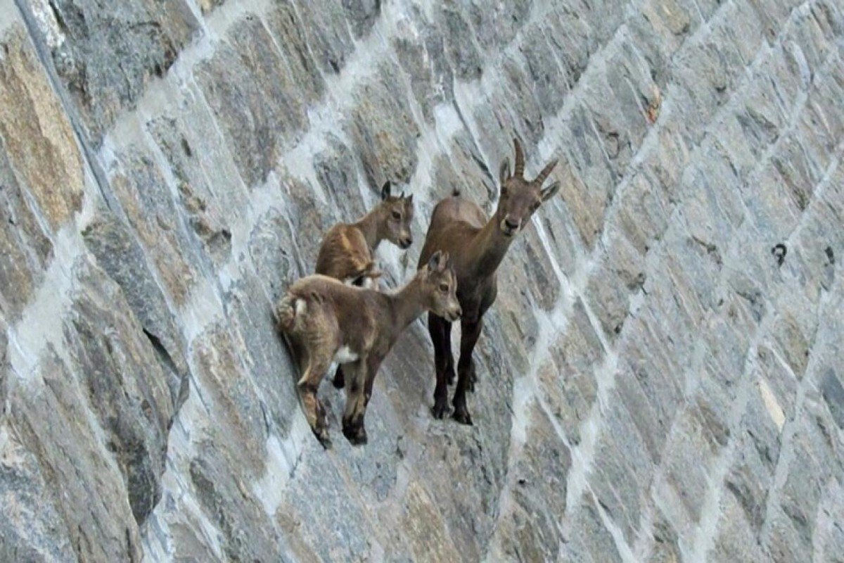 Горные козлы на отвесных скалах фото