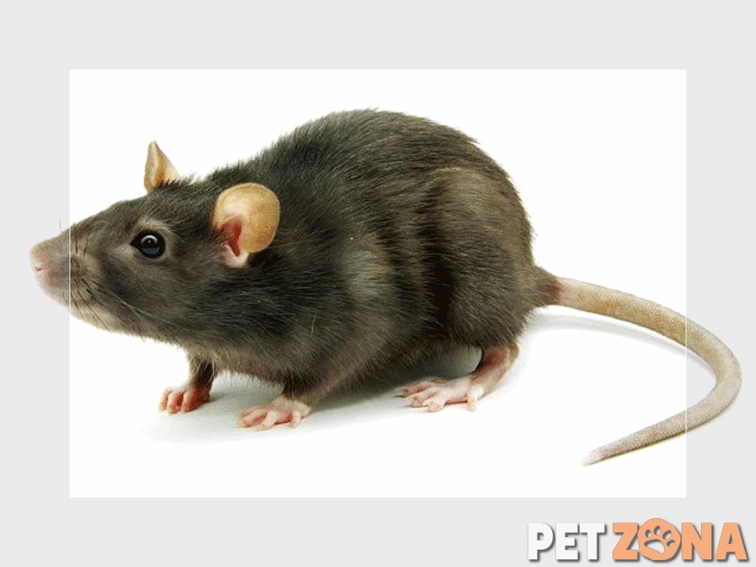 Декоративная крыса дамбо. Крысы домашние. Крысы дамбо манкс. Крыса правильная. Купание крыс декоративных.