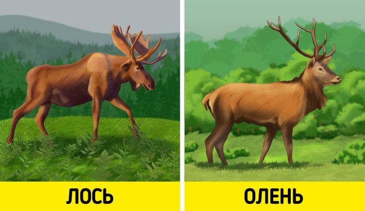 Лось и олень фото отличия