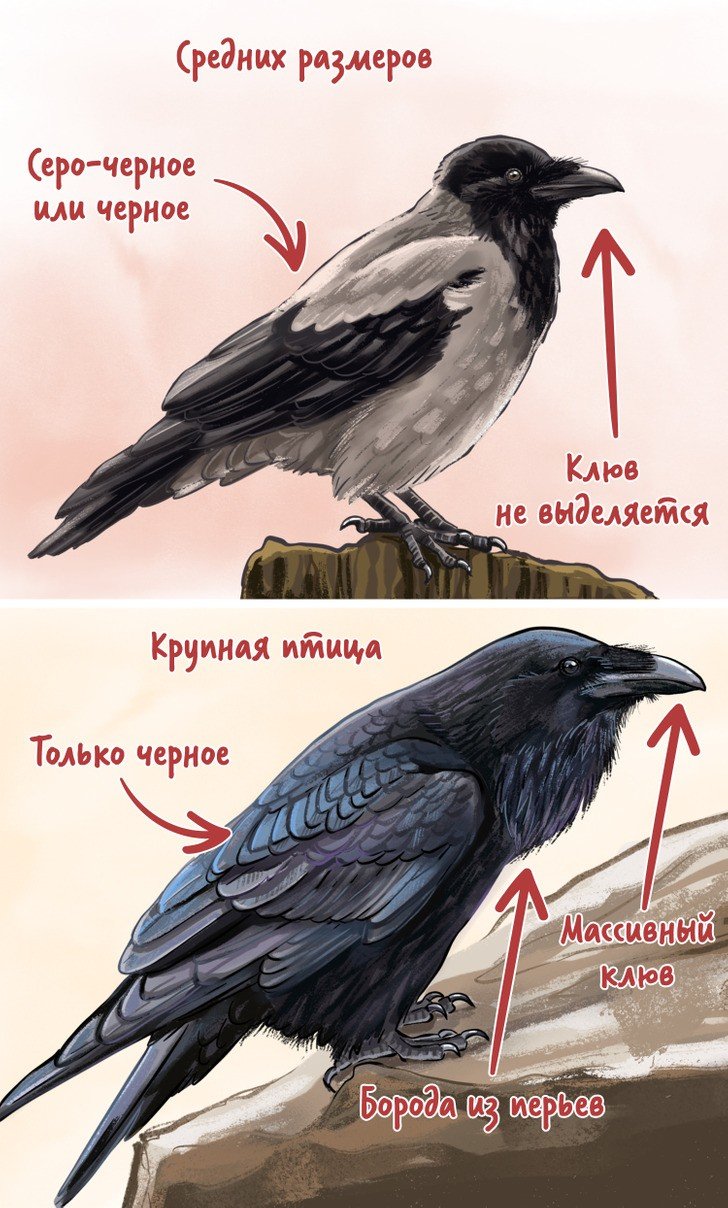 Как отличить ворона от вороны. Отличие ворона от вороны. Как отличить ворону от ворона. Достигать ворона. Отличие ворона от орла.