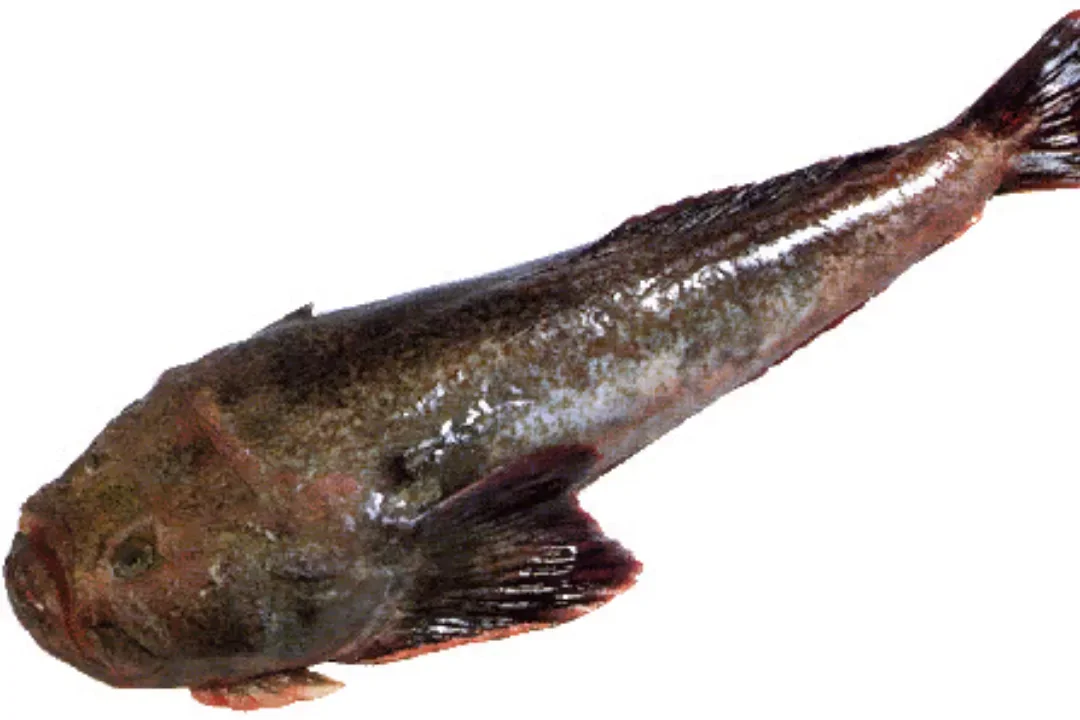 новопёрые рыбы. рыба монах. морской черт рыба монах. королевский монах рыба. морской черт (lophius piscatorius).