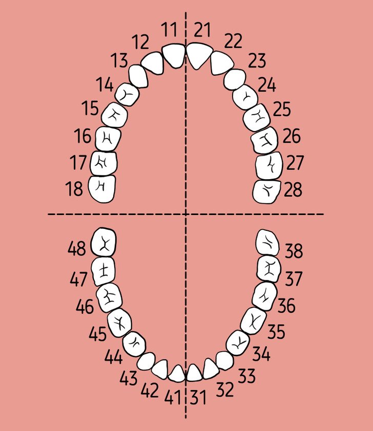Зубы человека по номерам