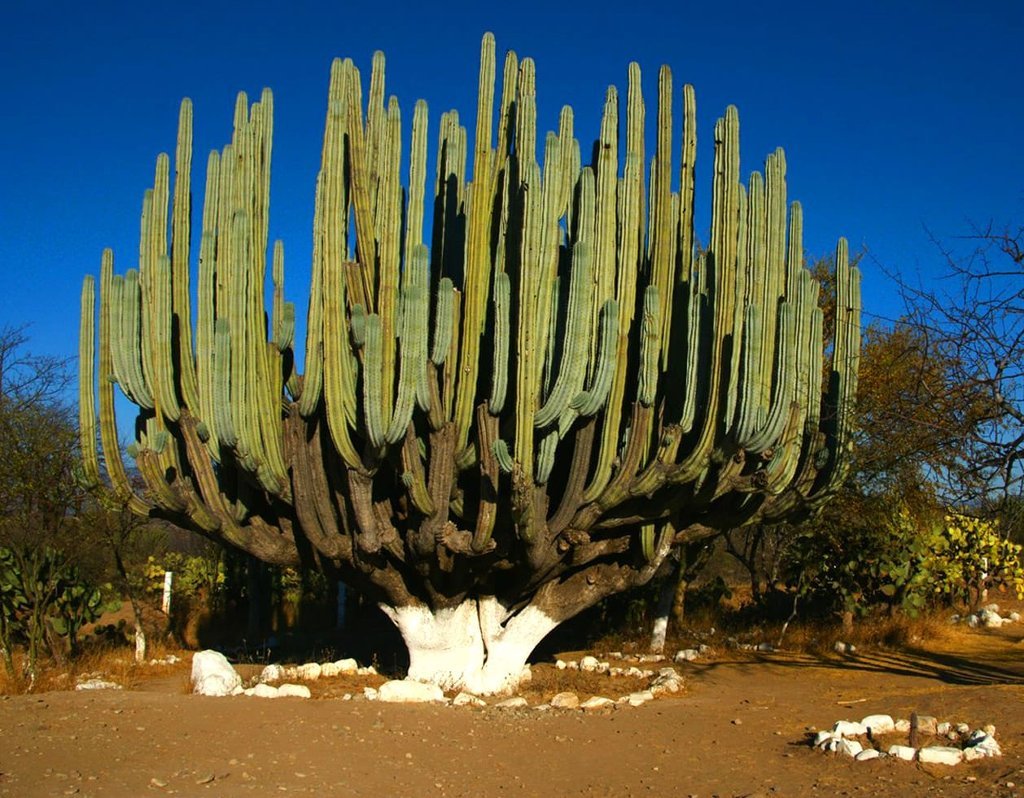 Растения Мексики кактусы