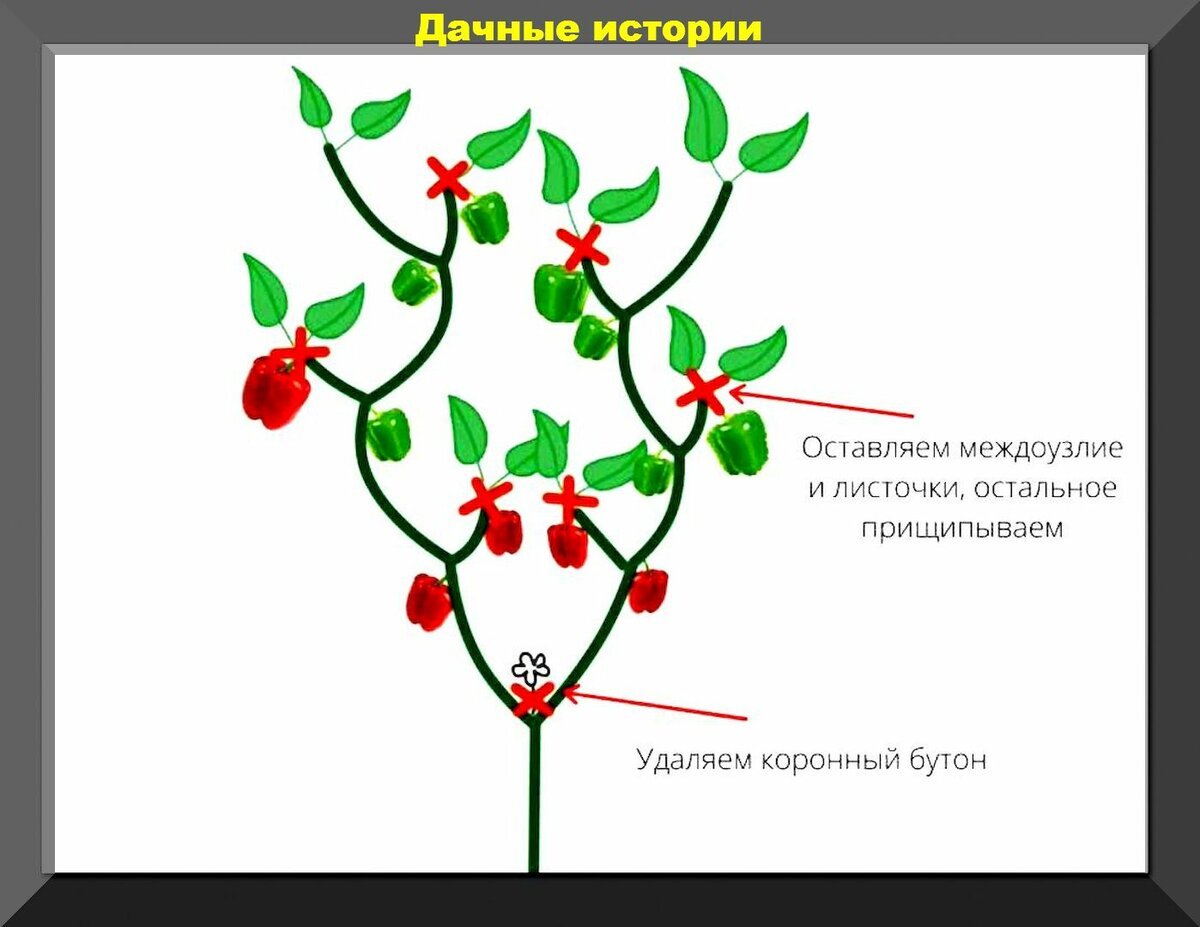Схема формировки перца в теплице