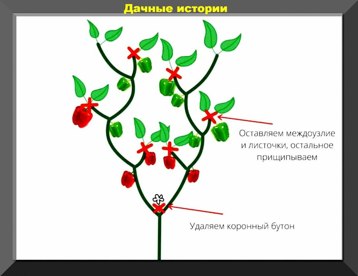 Схема формирования болгарского перца