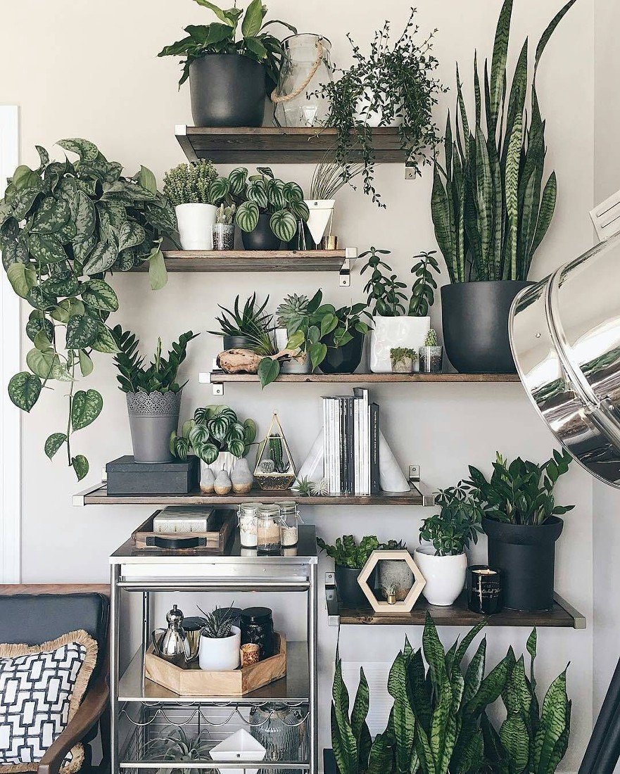 Как разместить комнатные растения в квартире фото