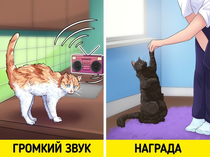 Кот запрыгивает на стол