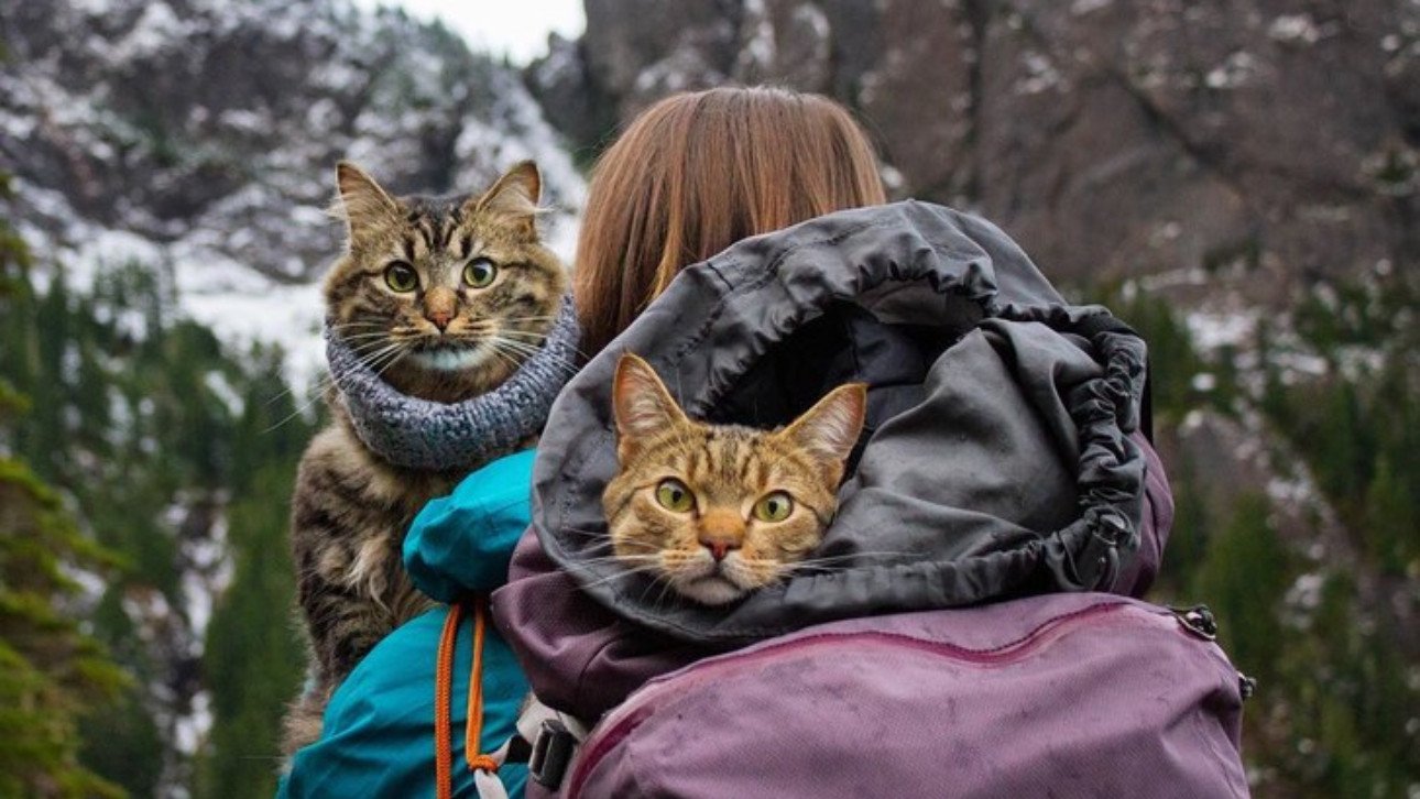 Можно гулять с котом. Путешествие с кошкой. Кошки путешественники. Кот путешественник. Кошка путешествует.