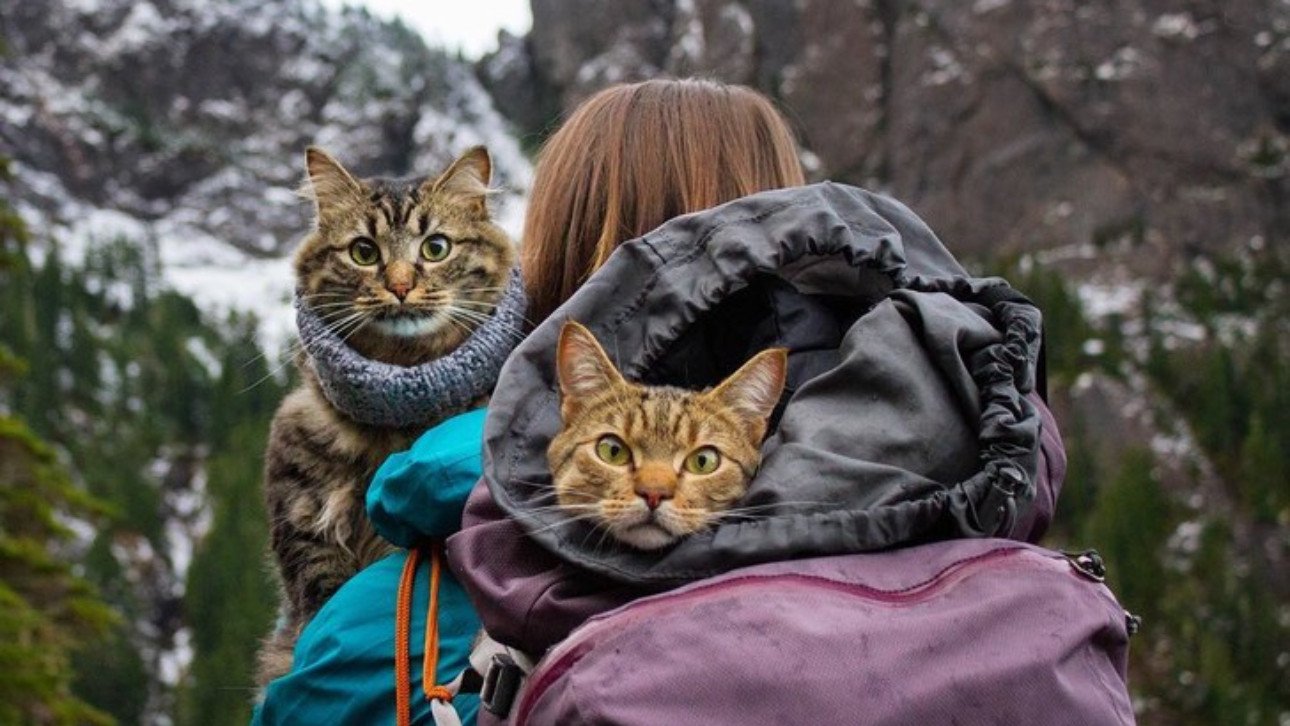 Кот путешественник фото