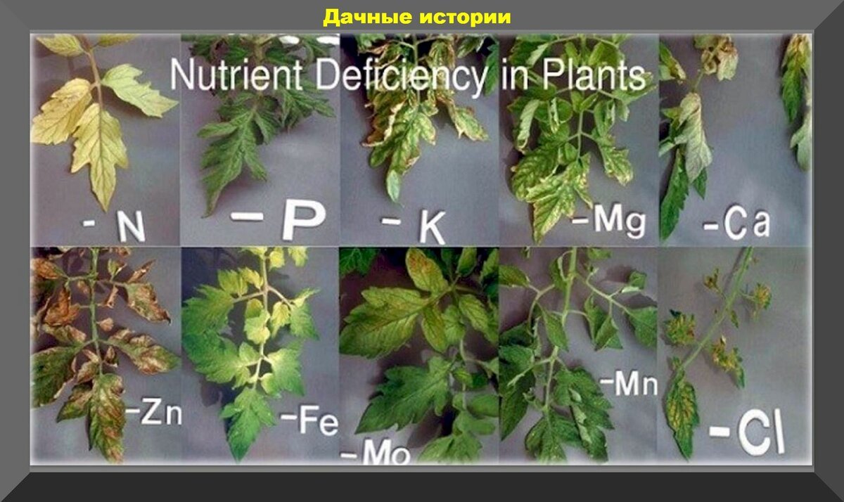 Нехватка микроэлементов у рассады томатов