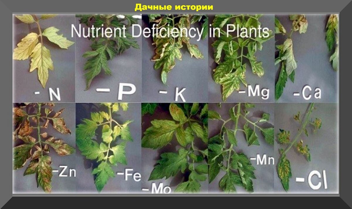 Нехватка минералов у томатов фото