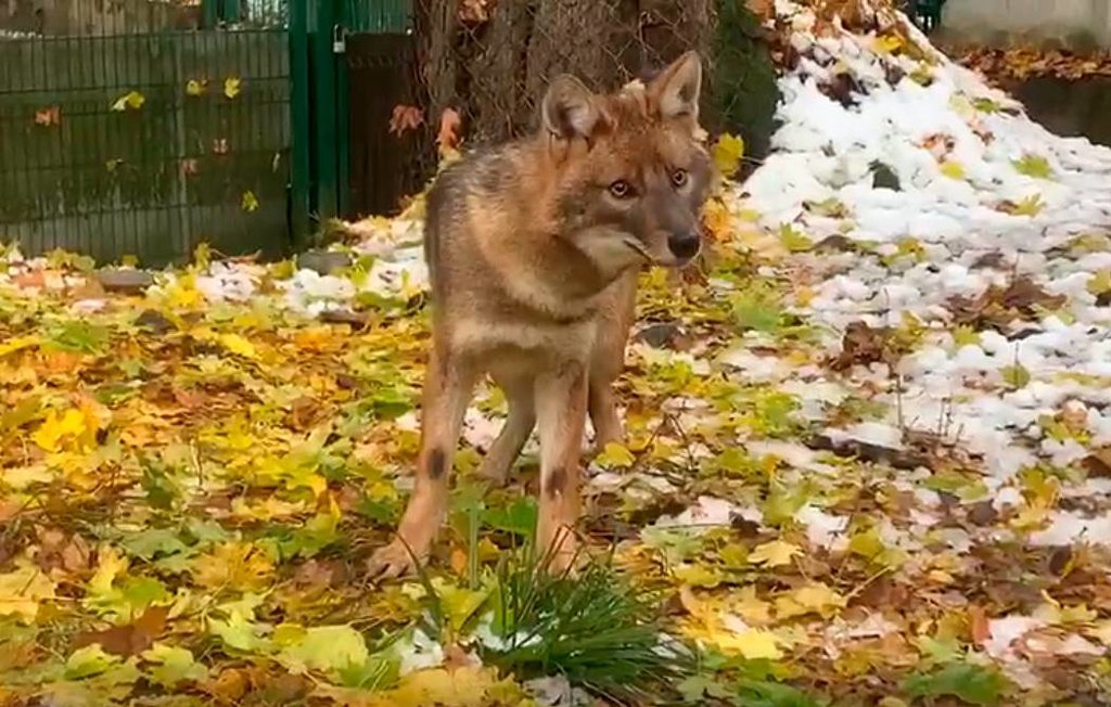 Шакалы в сочи фото