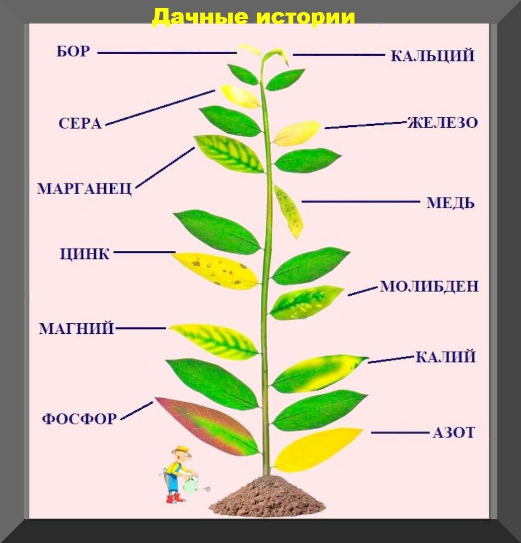 Минеральное питание овощных растений