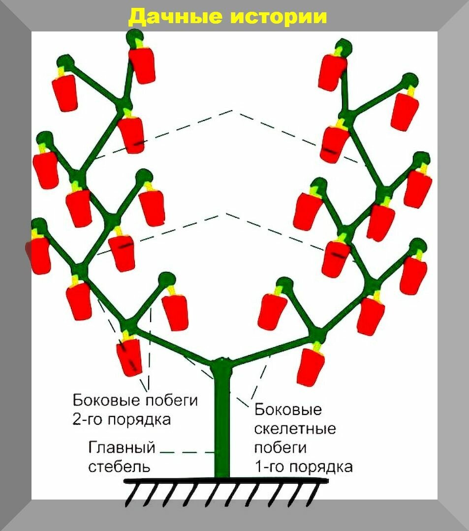 Коронный цветок у перца удаление схема