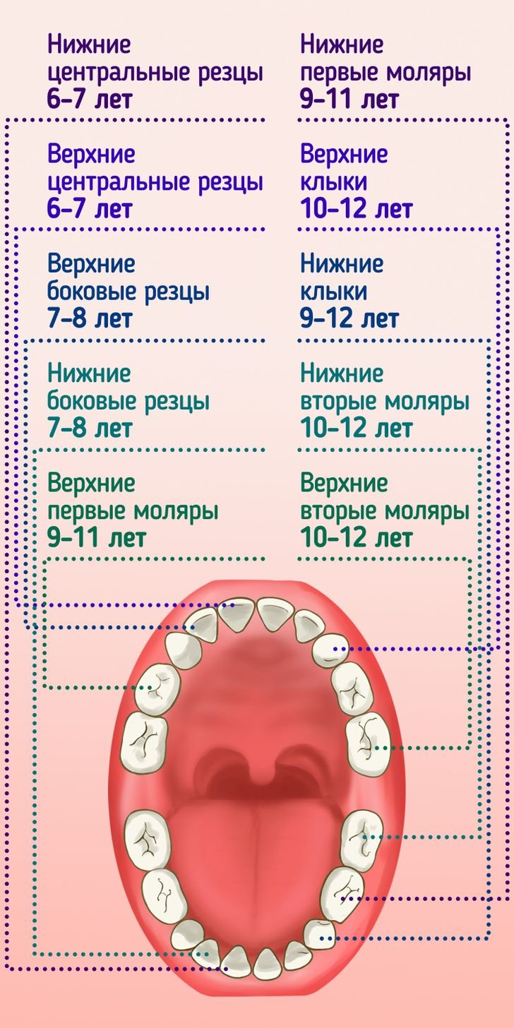 Какие зубы выпадают в 9 лет у детей фото