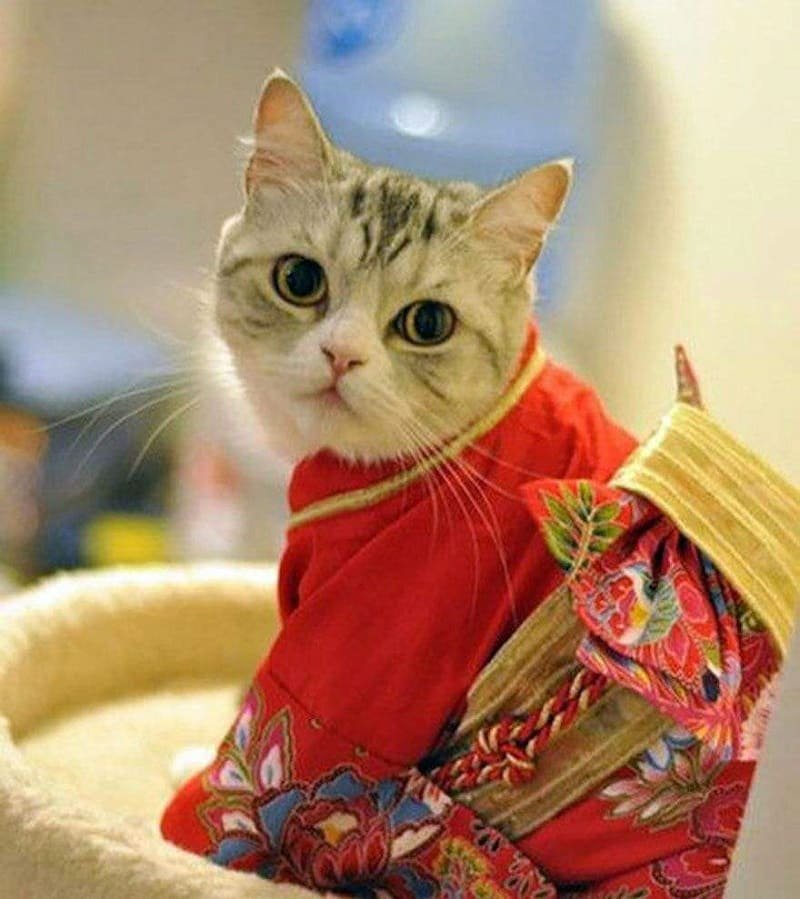 Кот япония