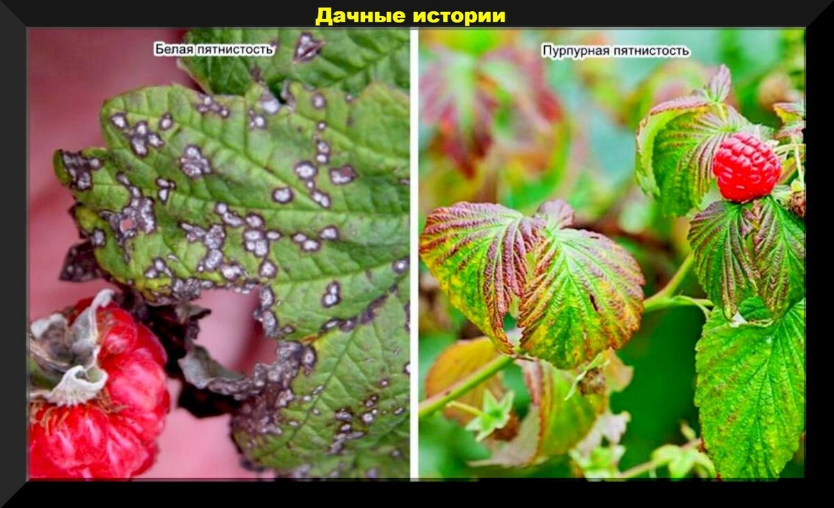 Болезни листьев малины описание с фотографиями