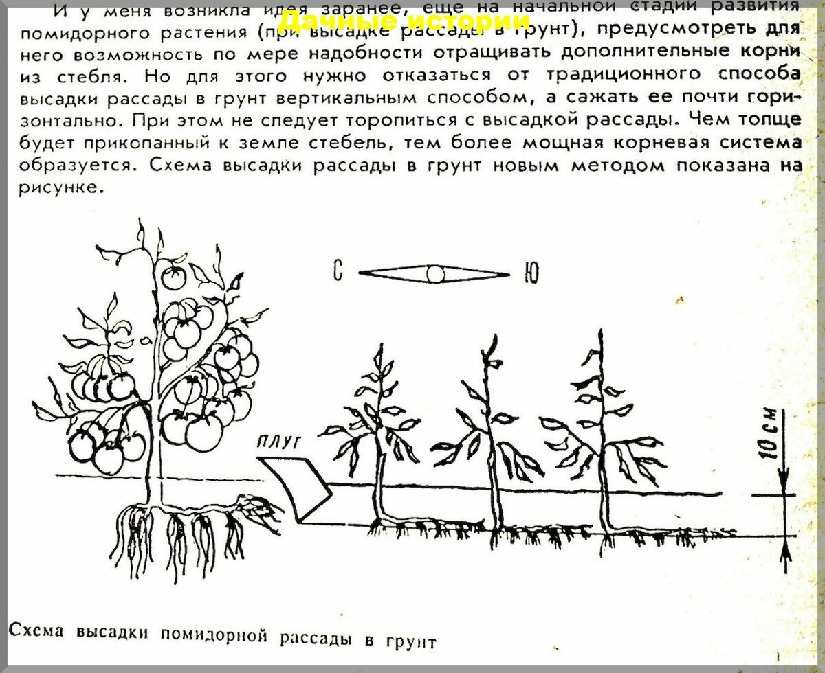 Схема посадки томата ляна