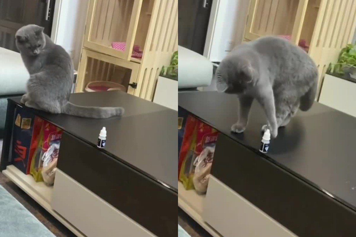 Котик сбрасывает со стола