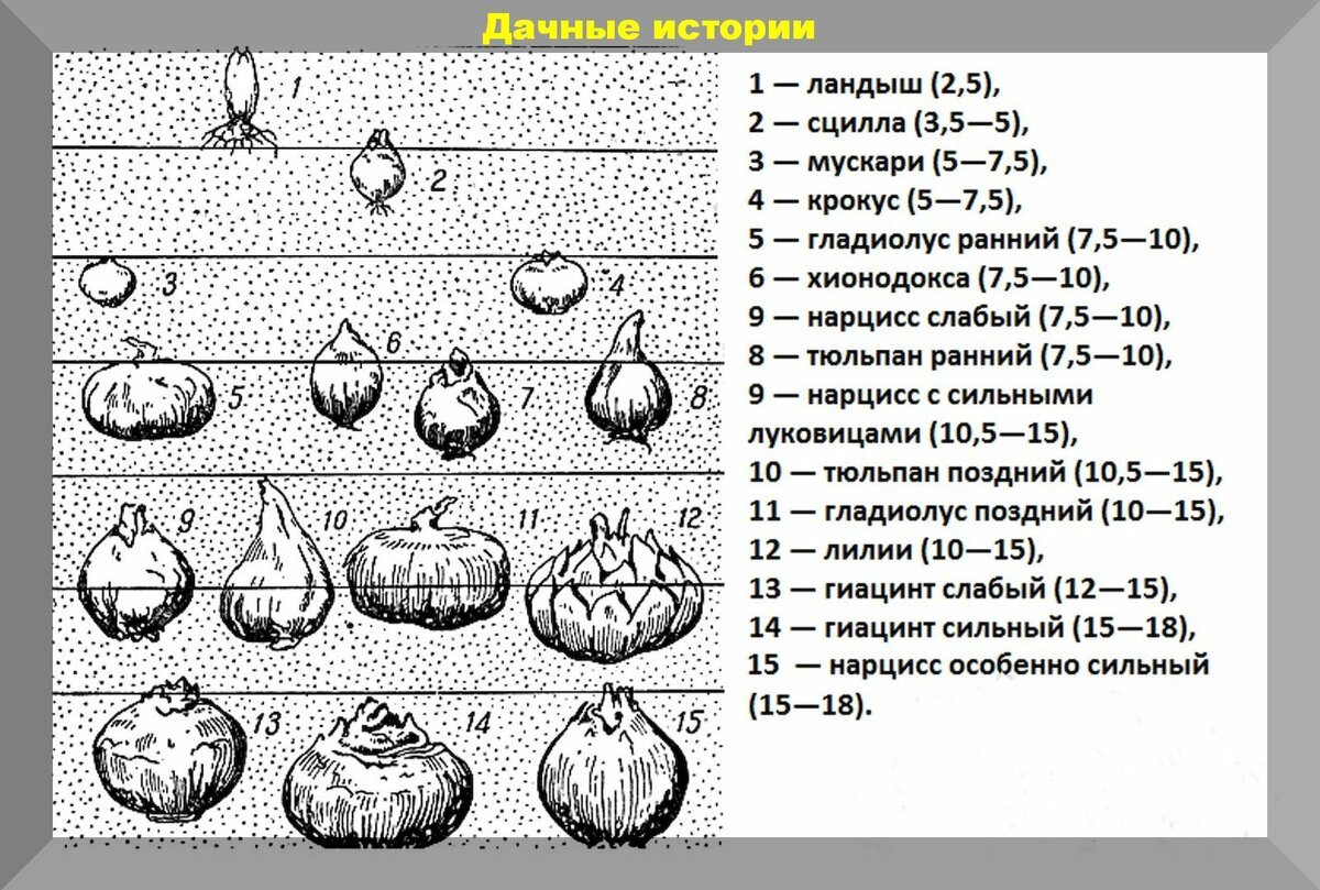 Схема посадки гладиолусов на клумбе