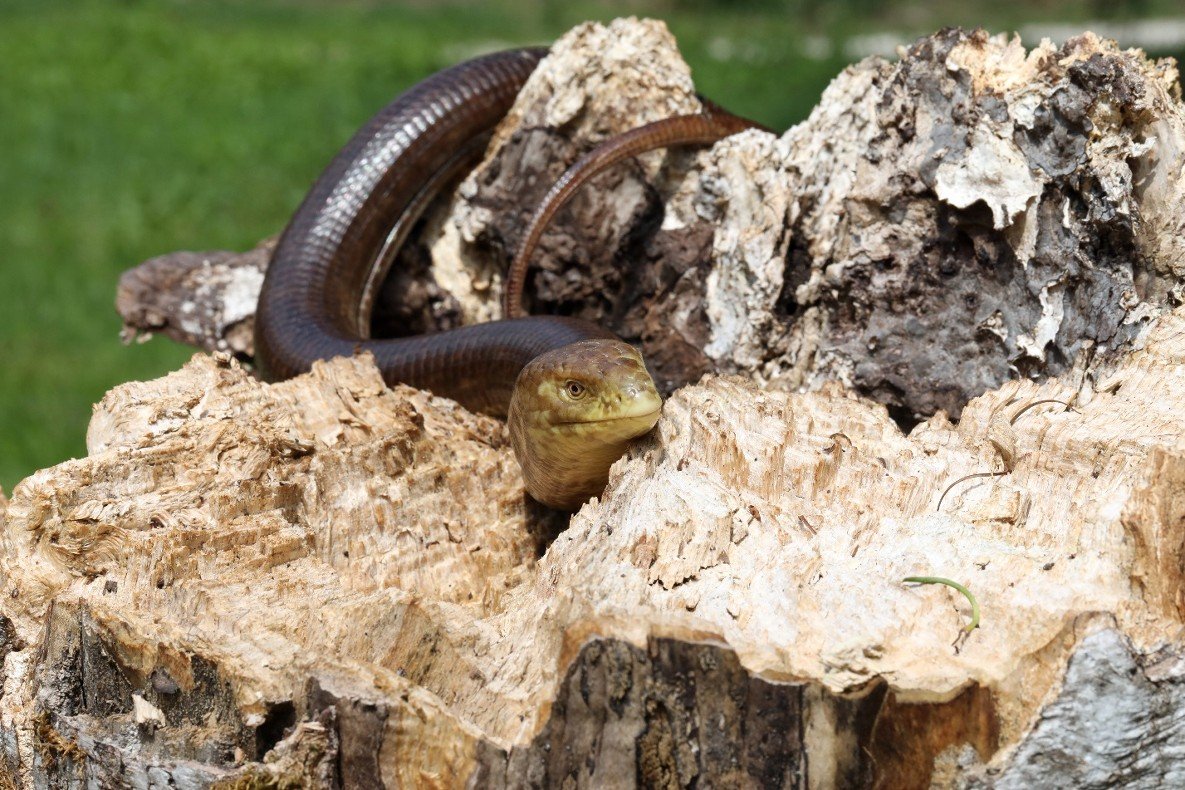 Ящерицы похожие на змей фото и названия