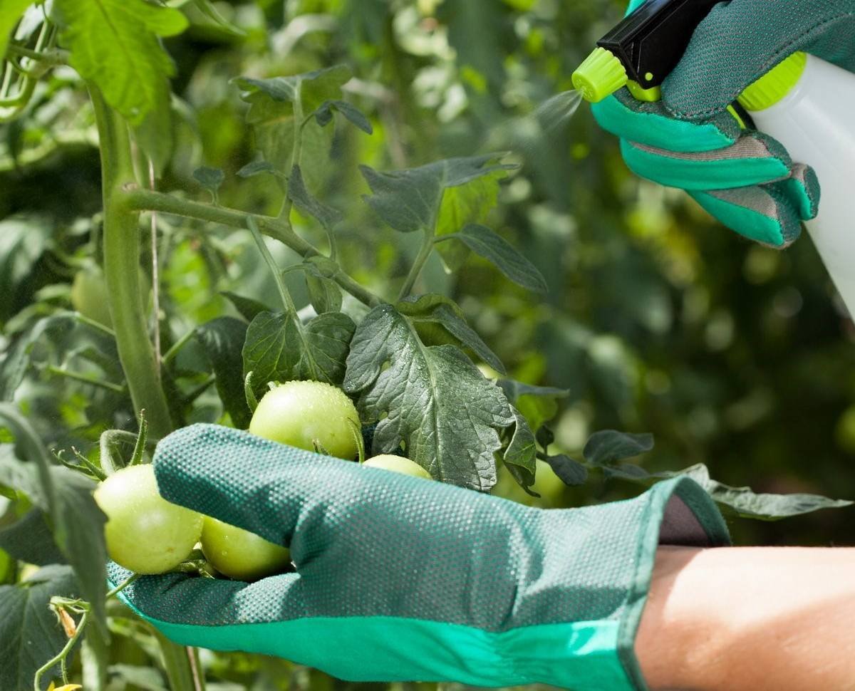 Стрик рассады томатов. Помидоры обработанные в парнике. Опрыскивание растений. Обработка рассады томатов. Опрыскивание томатов.