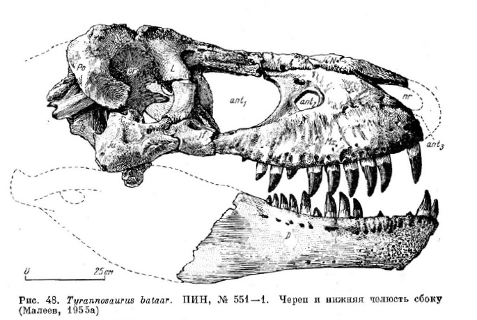 Череп тираннозавра рисунок