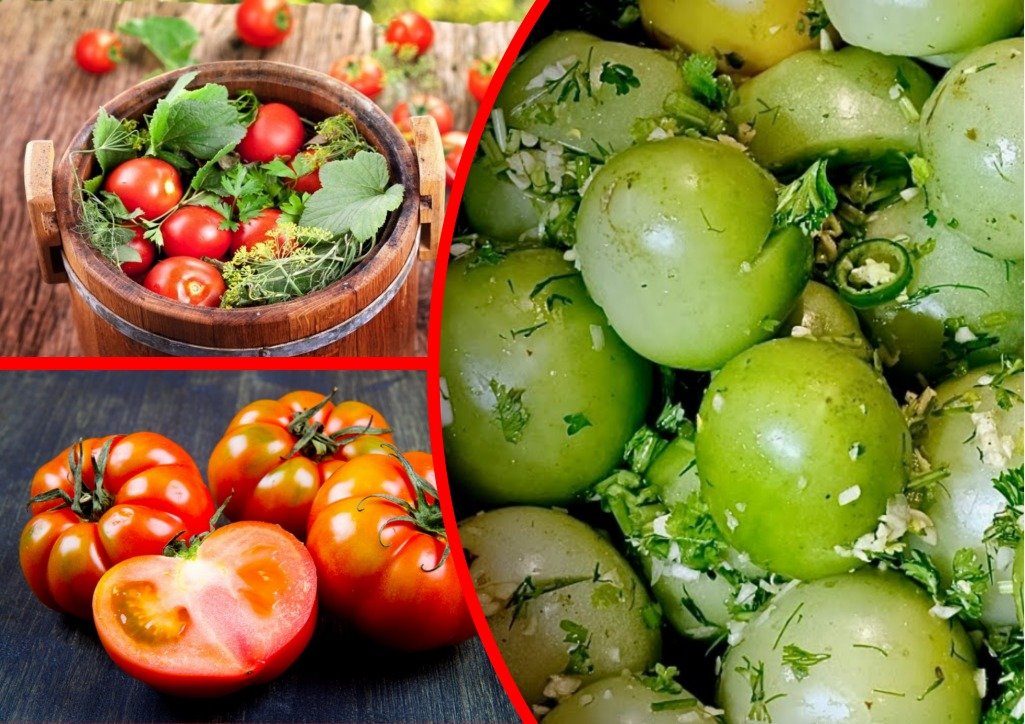 красить помидоры. красивые помидоры. томатный цвет. набирать помидоры. томат гном дикий фред.