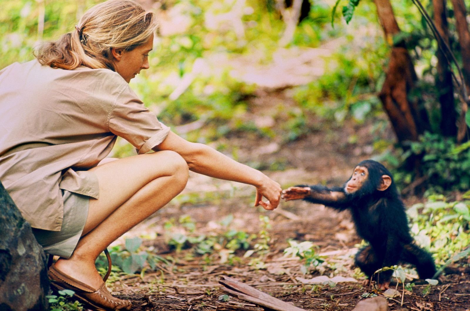 Наблюдать обезьяна. Джейн Гудолл и шимпанзе. Приматолог Джейн Гудолл. Джейн Гудолл в молодости. Jane Goodall в молодости.