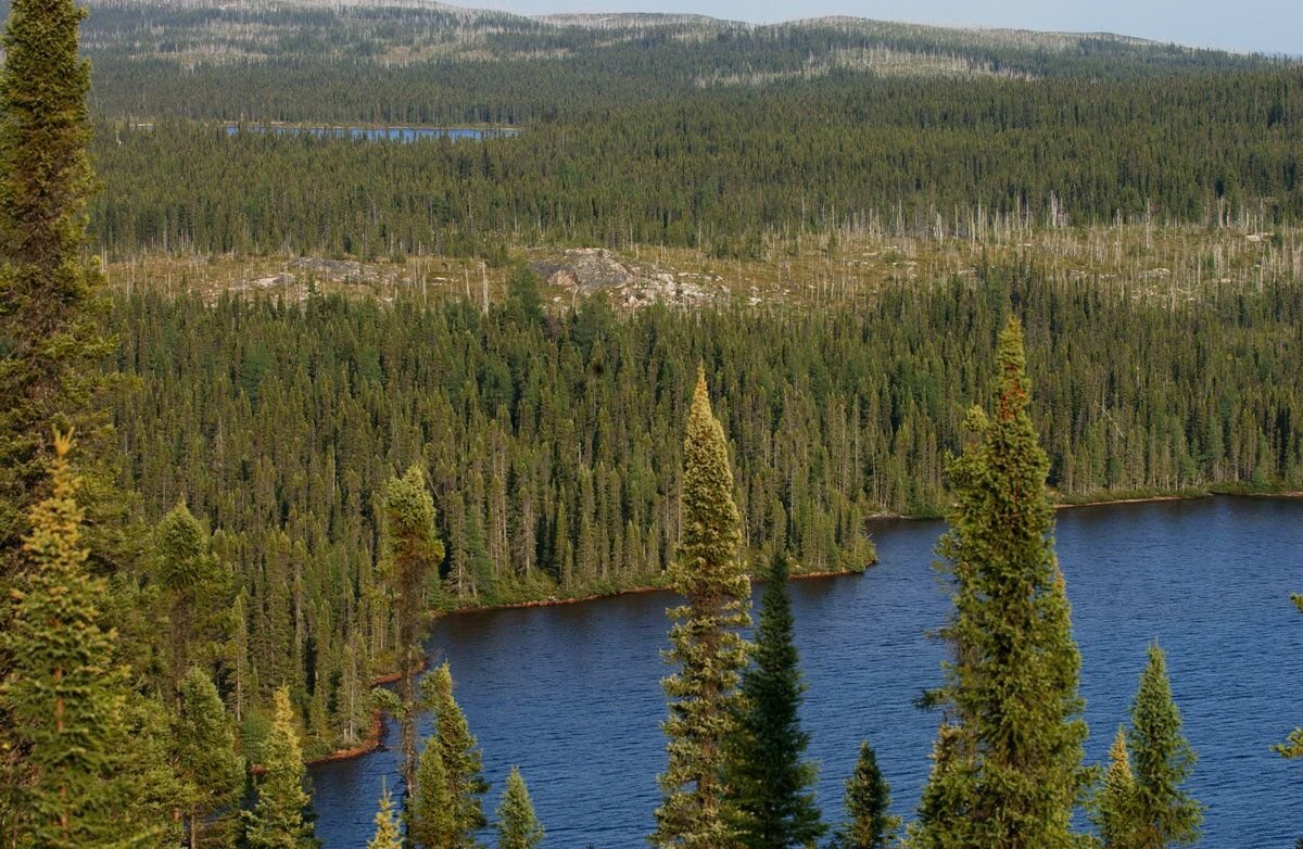 Северное хвойное. Бореальные хвойные леса (Тайга). Восточно Сибирская Тайга. Бореальный лес Канады. Бореальные леса Северной Америки.