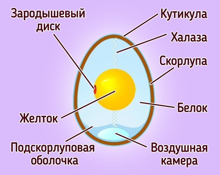 Оболочка яйца рептилий