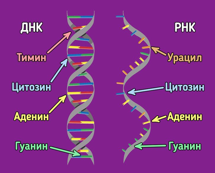 2 цепь днк и рнк. ДНК. ИРНК. ДНК И РНК. Схема строения ДНК.