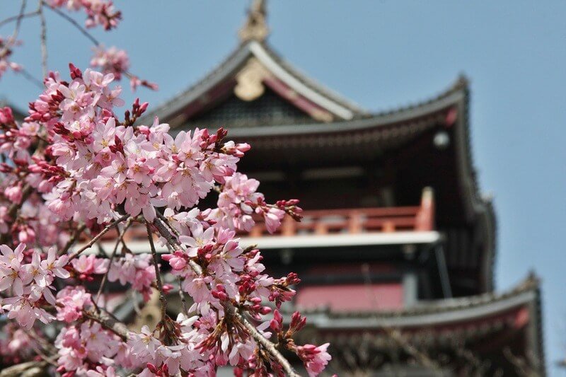 День цветущей сакуры. Фестиваль цветения и любования сакурой – Япония. Праздник цветения Сакуры в Японии. Цветение Сакуры в Японии Ханами. Традиция Ханами в Японии.