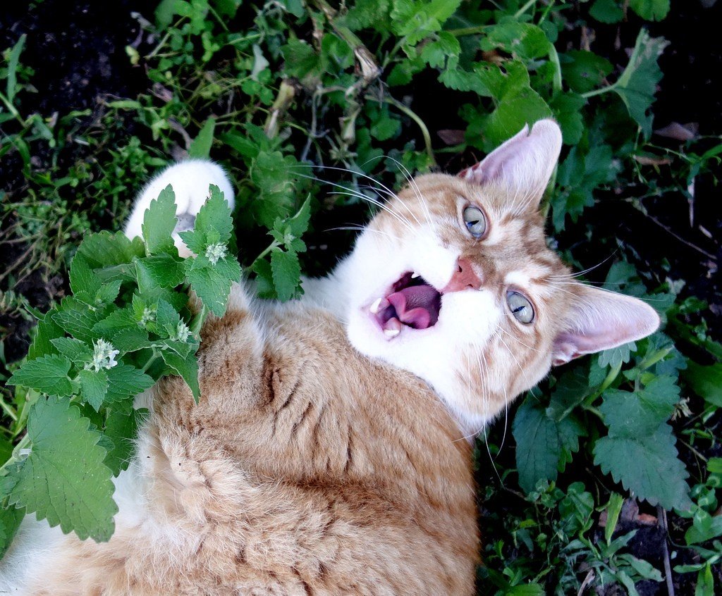 А мы пахнем кошачьей мятой и листвой. Котовник кошачий. Кошачья мята и валерьянка. Кот и Кошачья мята. Кошка и Кошачья мята.